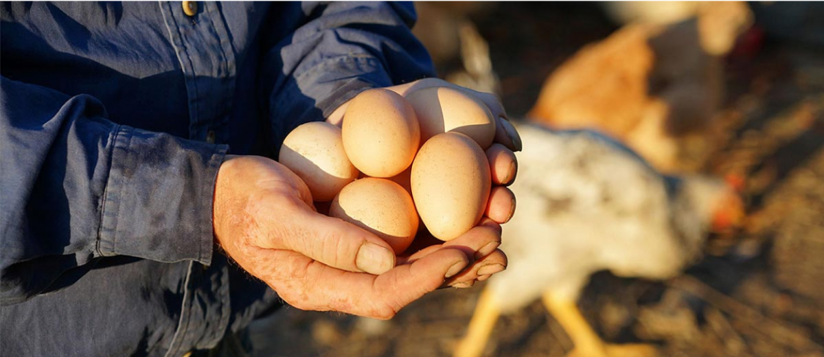 EUREDEN | Activités - Agriculture - Production d'oeufs