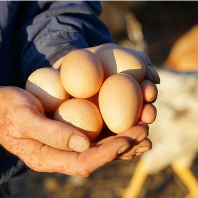 EUREDEN | Activités - Agriculture - Production d'oeufs