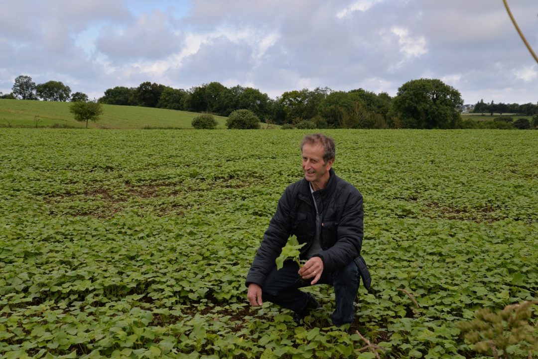 Eureden : Le blé noir à la reconquête des terres