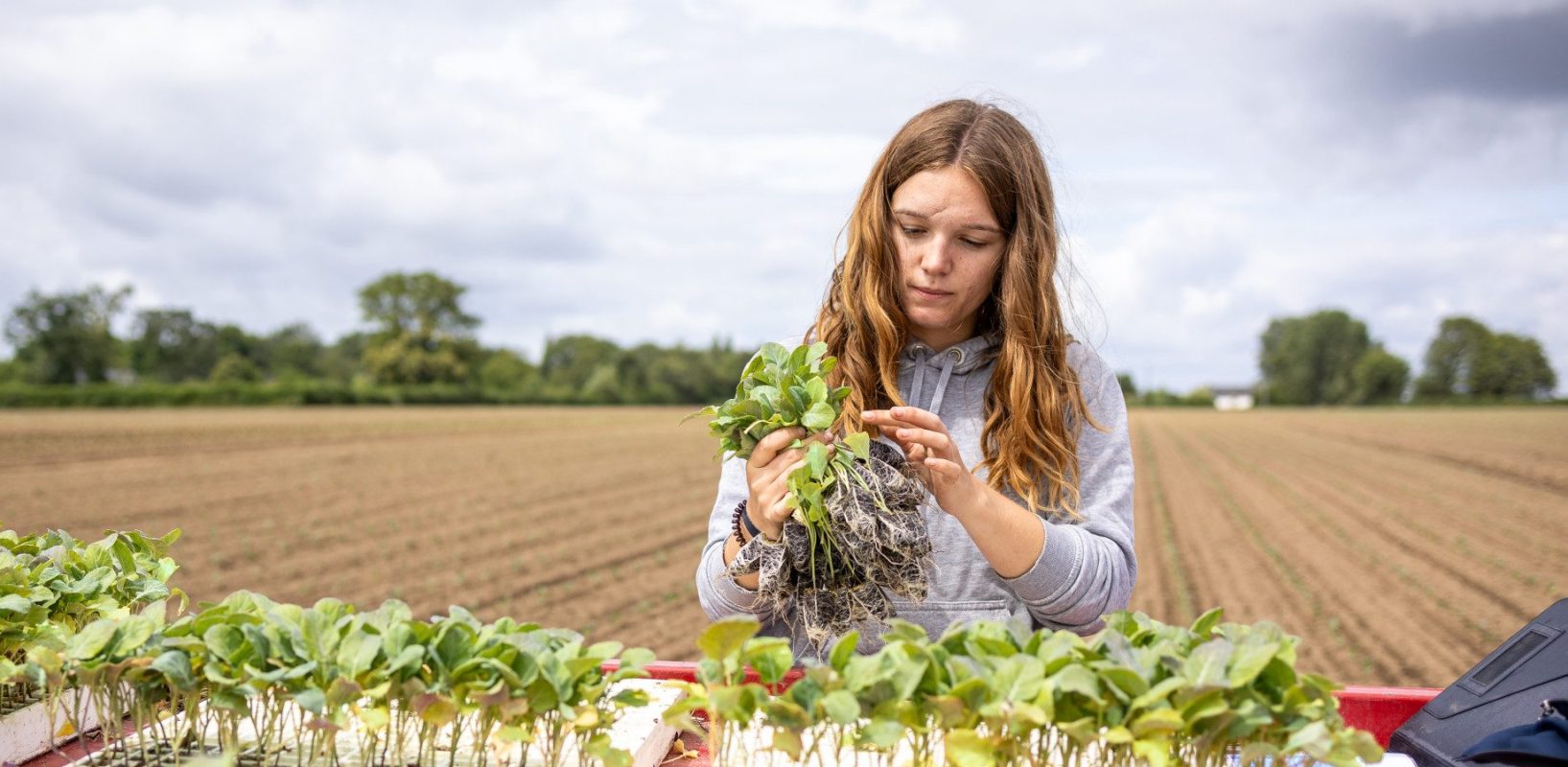 EUREDEN 16072024 COLPO 26 Maiwenn LE DEVEHAT Brocolis Légumes Essais Champs