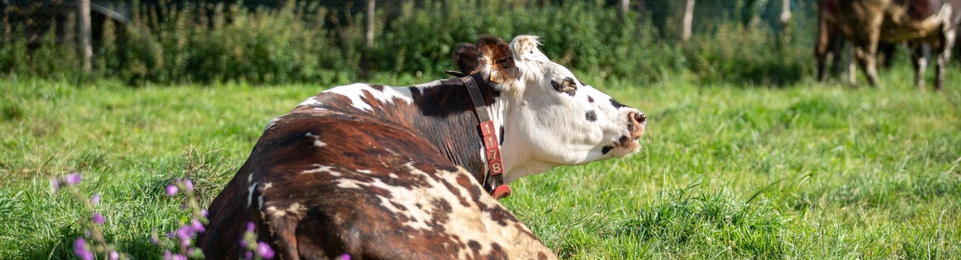 EUREDEN 16072024 MAURE DE BRETAGNE 16 Vache Champ