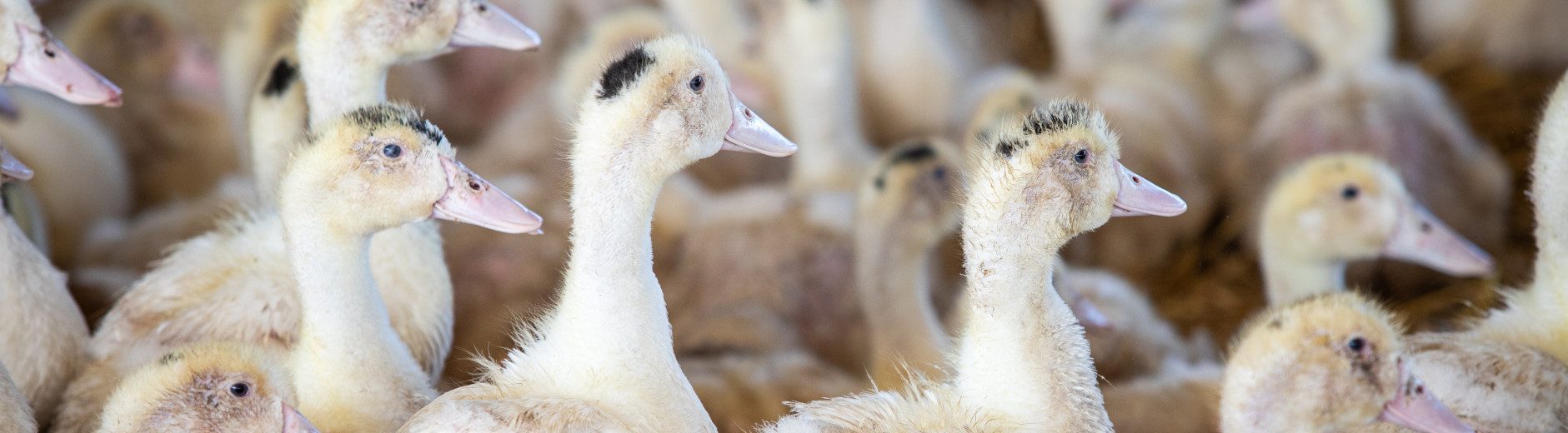 EUREDEN 22102024 KERGRIST 44 Le Clezio Benoit Agriculteur Pontivy Canard Nutrition