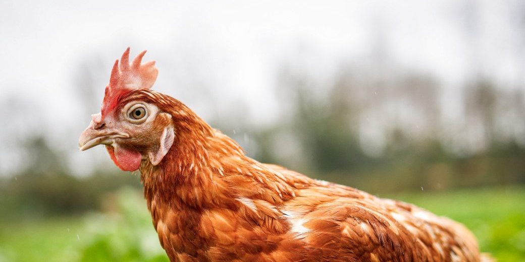 EUREDEN 31102023 ELEVEUR OEUFS 56 Poules + Élévage
